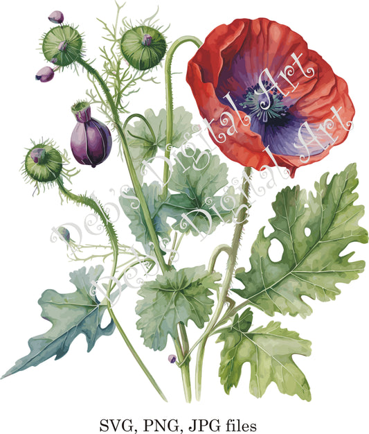 Watercolor botanical Poppy Grape burgundy plant digital clipart, vector, png. jpg, jpeg, svg wall art, graphic