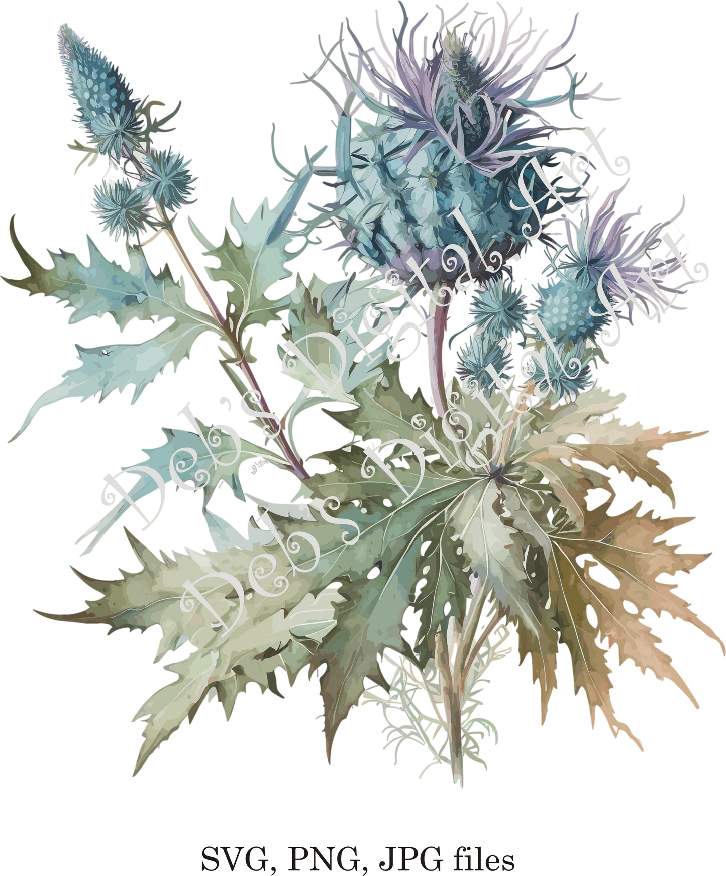 Watercolor botanical Sea Holly Eryngium green plant flower digital clipart, vector, png. jpg, jpeg, svg wall art, graphic