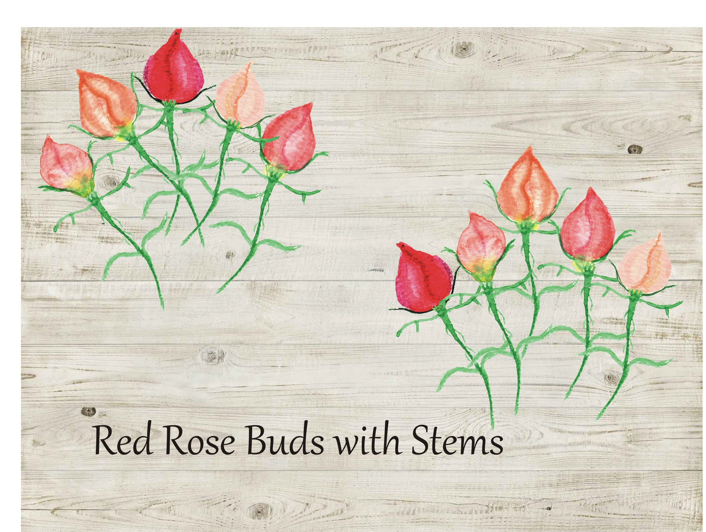 Watercolor, loose Roses botanical bundle, Digital download, Hand painted Artwork, Clipart 40 PNG files, Wedding, Invitations, Watercolour