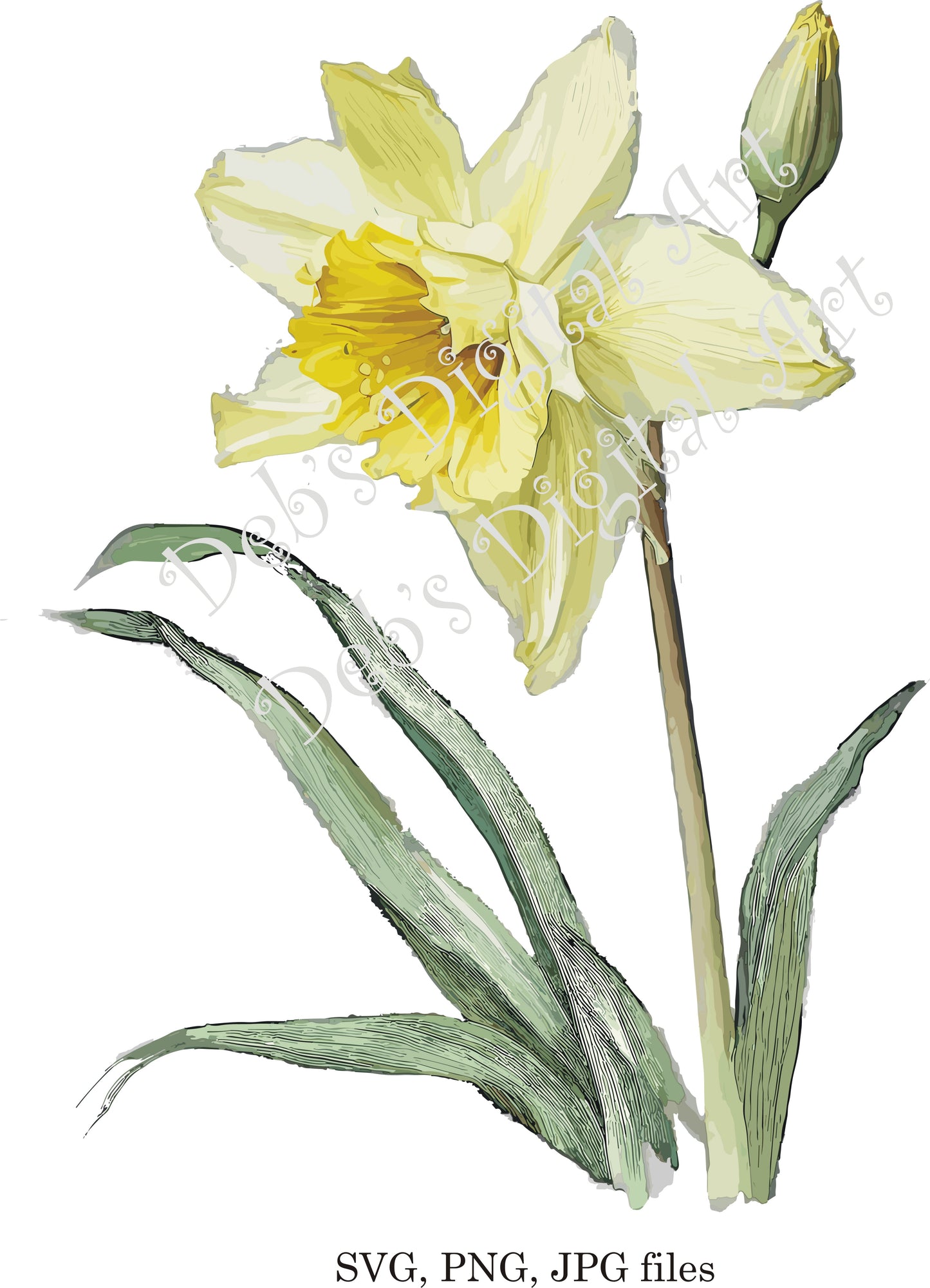 Watercolor botanical Daffodil yellow flower plant digital clipart, vector, png. jpg, jpeg, svg wall art, graphic