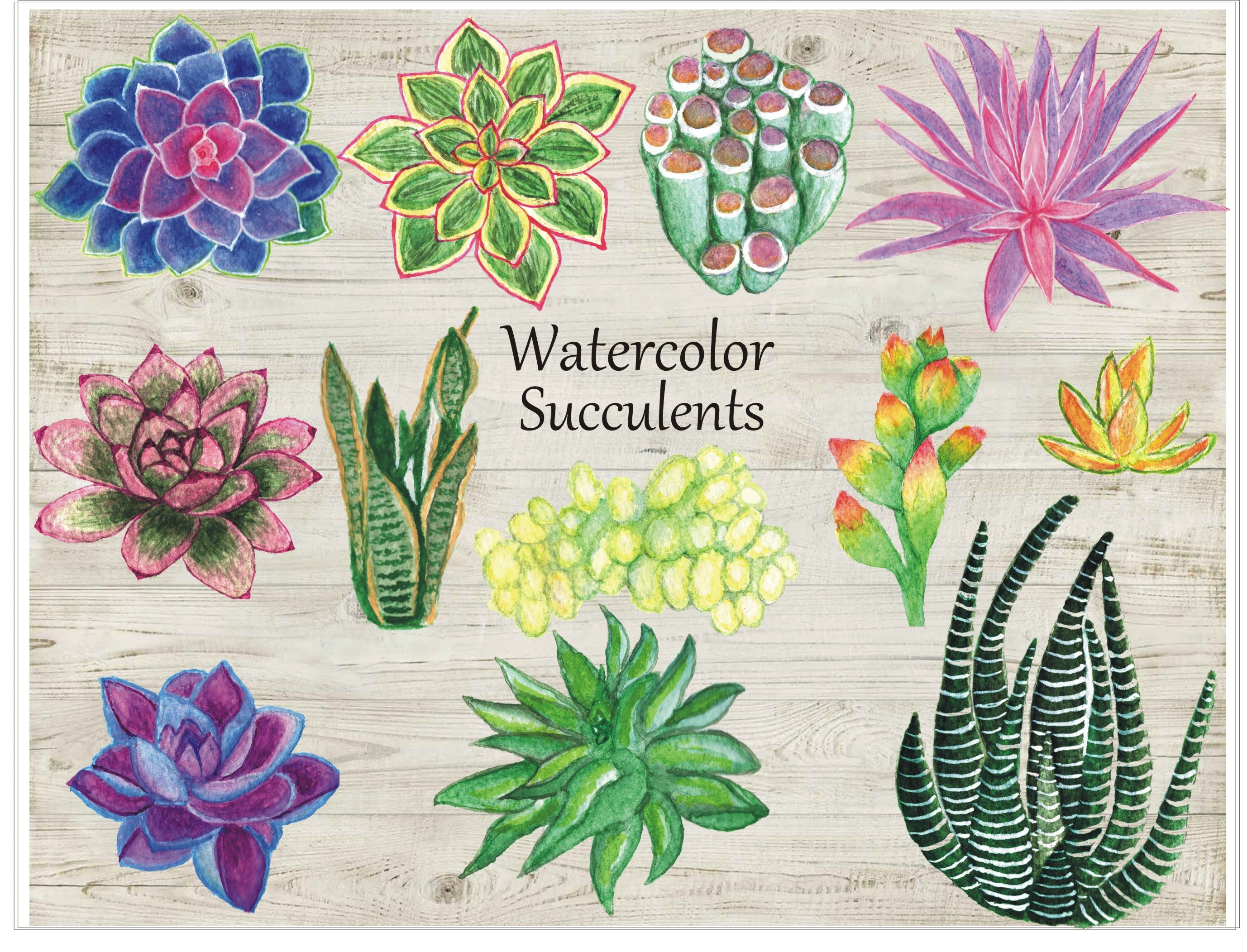 watercolor succulents png Watercolor succulents botanical bundle, Digital download, Hand painted Artwork, Clipart PNG, Wedding, Invitations, Watercolour