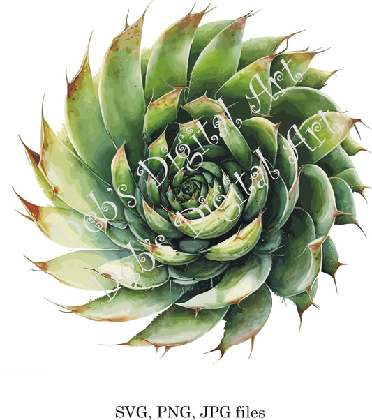 Watercolor botanical Spiral Aloe Succulent green plant flower digital clipart, vector, png. jpg, jpeg, svg wall art, graphic