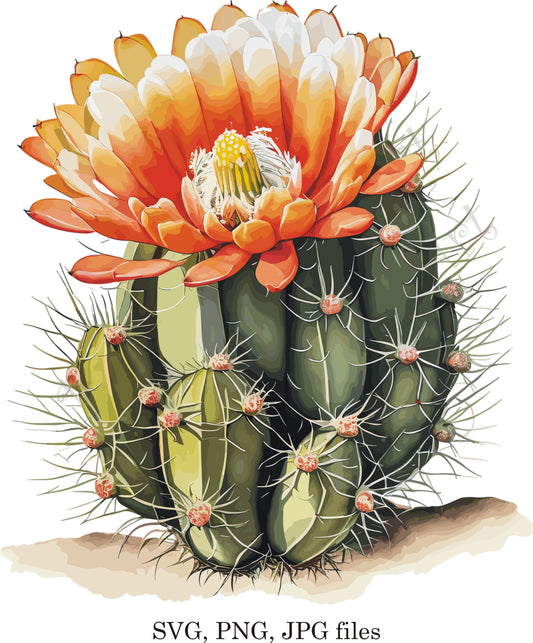 Watercolor botanical Cactus Rebutia orange flower plant digital clipart, vector, png. jpg, jpeg, svg wall art, graphic