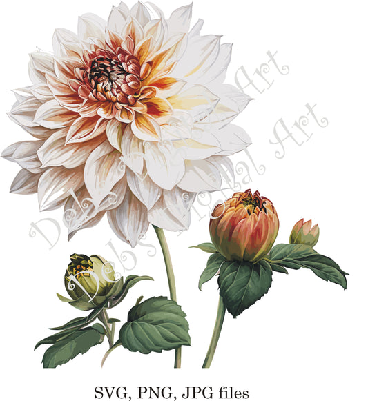 Watercolor botanical Dahlia White flower plant digital clipart, vector, png. jpg, jpeg, svg wall art, graphic