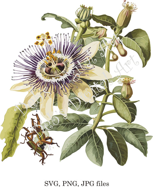 Watercolor botanical Passion Flower purple green flower plant digital clipart, vector, png. jpg, jpeg, svg wall art, graphic