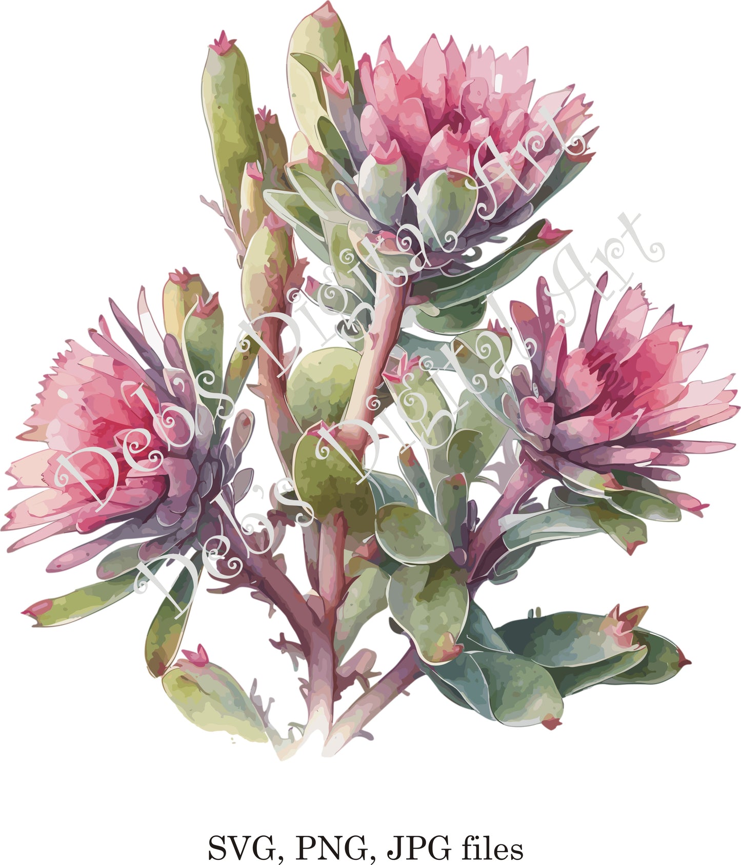 Watercolor botanical Pink Ice Succulent green flower plant digital clipart, vector, png. jpg, jpeg, svg wall art, graphic