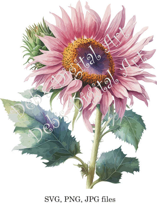 Watercolor botanical Pink Sunflower plant digital clipart, vector, png. jpg, jpeg, svg wall art, graphic