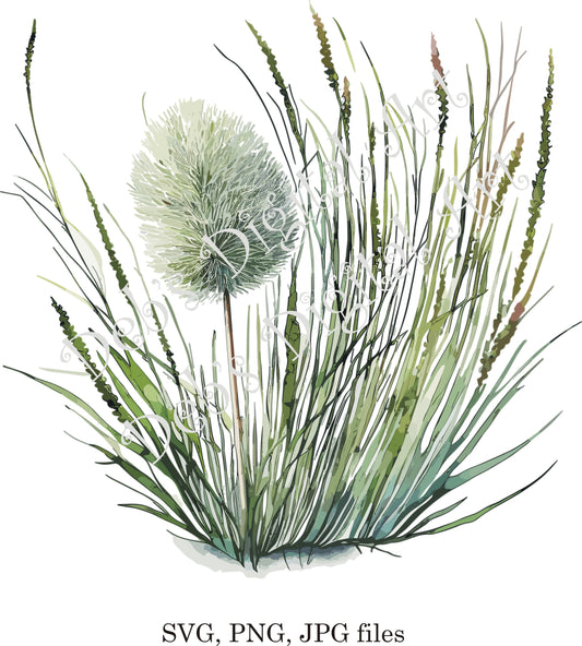 Watercolor botanical Pompom Grass plant flower digital clipart, vector, png. jpg, jpeg, svg wall art, graphic