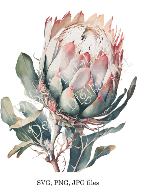 Watercolor botanical Protea Succulent plant flower digital clipart, vector, png. jpg, jpeg, svg wall art, graphic