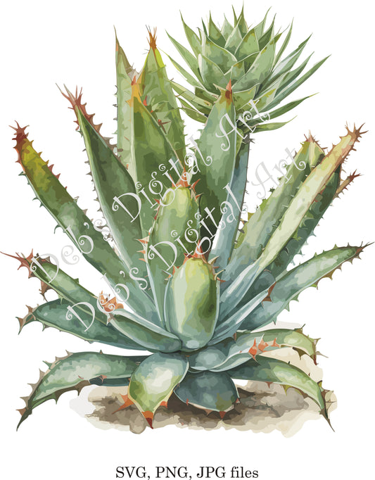 Watercolor botanical Spiral Aloe Polyphylla flower plant digital clipart, vector, png. jpg, jpeg, svg wall art, graphic