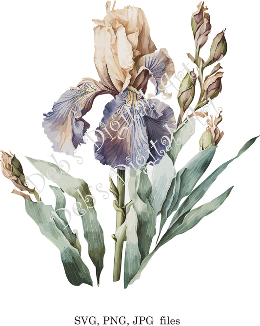 Watercolor botanical Bearded Iris flower digital clipart, vector, png. jpg, jpeg, svg wall art, graphic