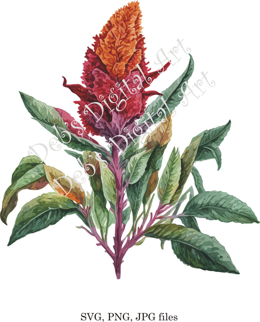 Watercolor botanical Celosia Dracula red orange flower plant digital clipart, vector, png. jpg, jpeg, svg wall art, graphic