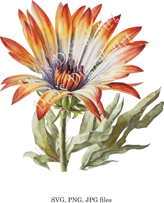 Watercolor botanical Gazania grey orange flower plant digital clipart, vector, png. jpg, jpeg, svg wall art, graphic