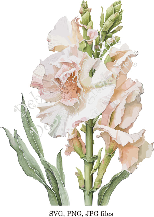 Watercolor botanical Gladiolus Ruffled white pink flower plant digital clipart, vector, png. jpg, jpeg, svg wall art, graphic