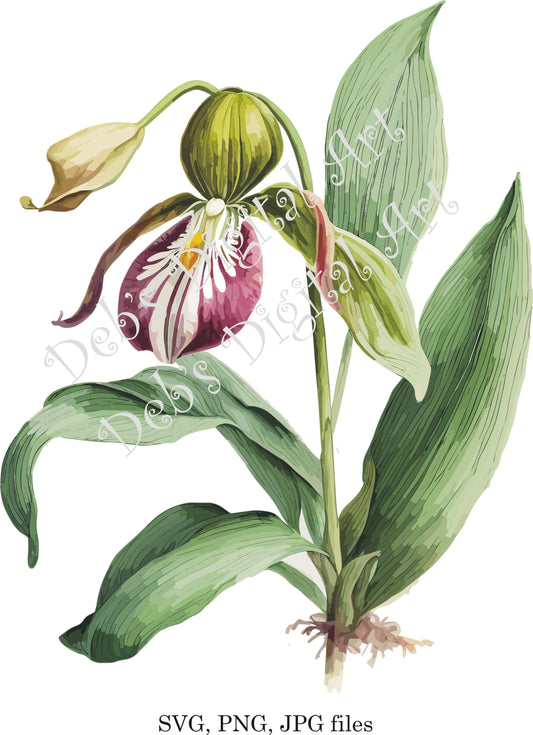 Watercolor botanical Lady Slipper Orchid red white flower plant digital clipart, vector, png. jpg, jpeg, svg wall art, graphic