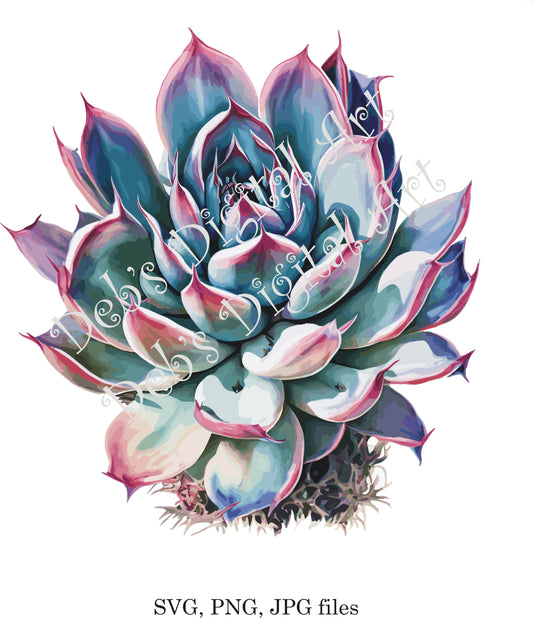 Watercolor botanical Succulent pink blue Echiveria flower plant digital clipart, vector, png. jpg, jpeg, svg wall art, graphic
